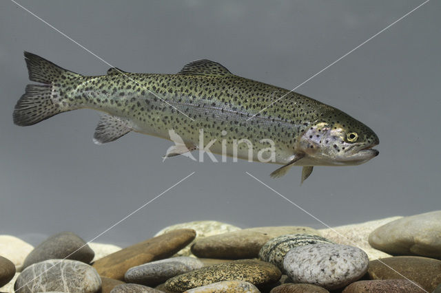 Rainbow Trout (Oncorhynchus mykiss)