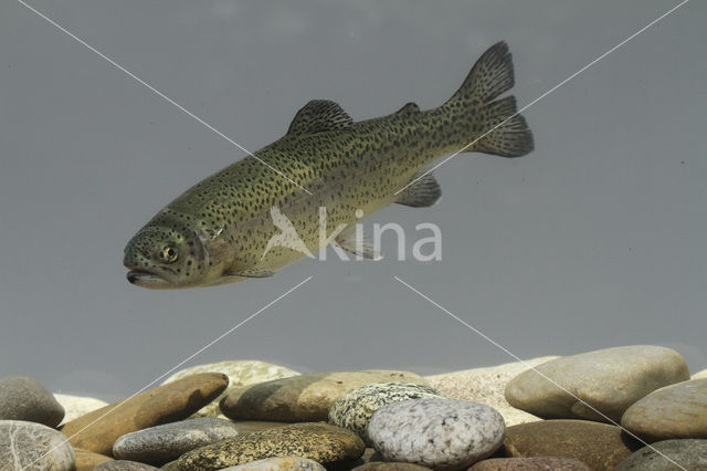 Rainbow Trout (Oncorhynchus mykiss)