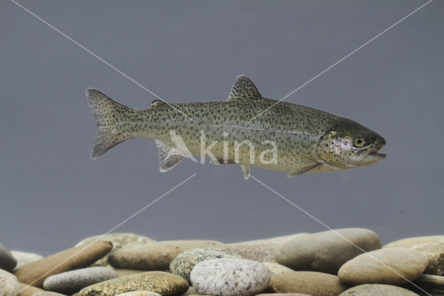 Rainbow Trout (Oncorhynchus mykiss)