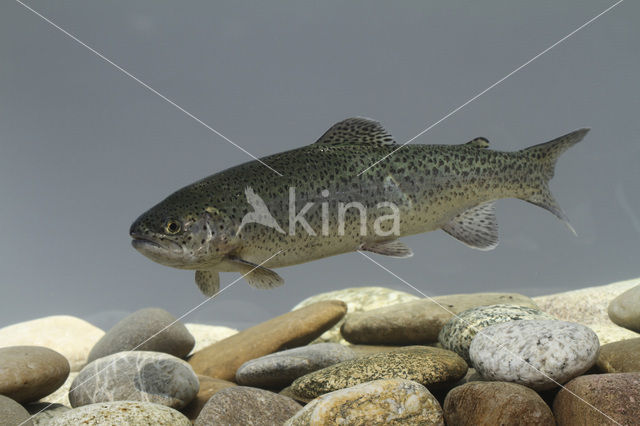 Rainbow Trout (Oncorhynchus mykiss)