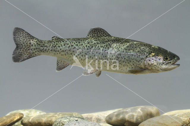 Rainbow Trout (Oncorhynchus mykiss)