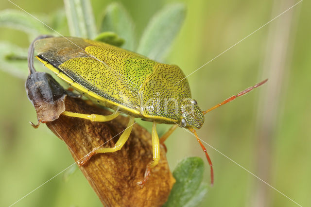 Gaspeldoornschildwants (Piezodorus lituratus)