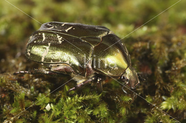 Metallic green chafer (Protaetia cuprea)