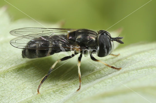 Paragus quadrifasciatus