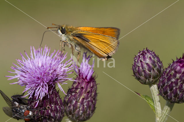 Geelsprietdikkopje (Thymelicus sylvestris)