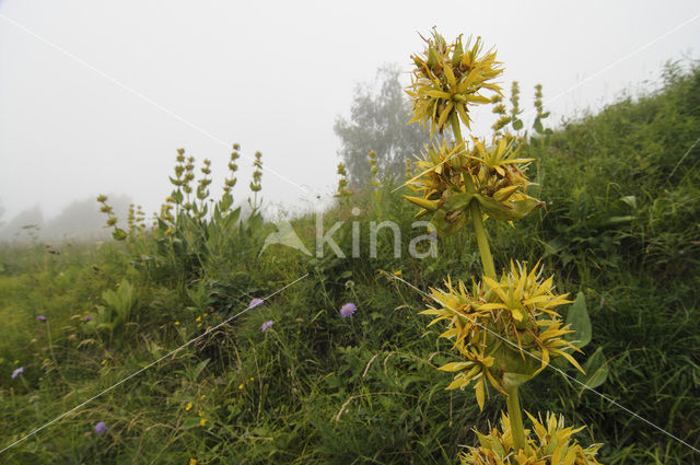 Gele gentiaan (Gentiana lutea)