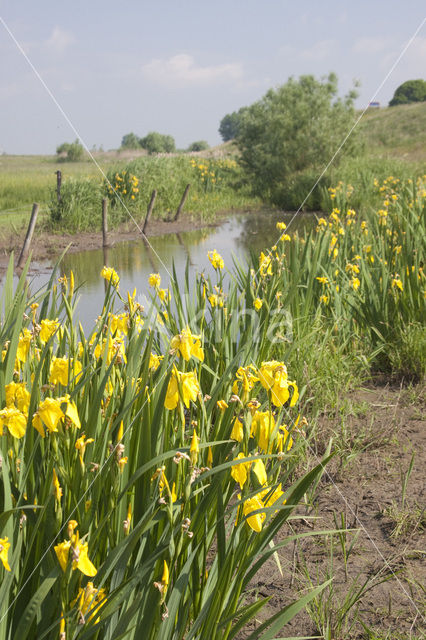 Gele lis (Iris pseudacorus)