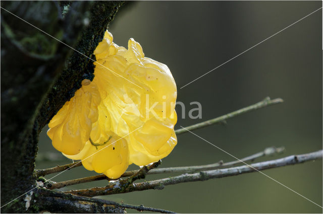 Yellow brain (Tremella mesenterica)