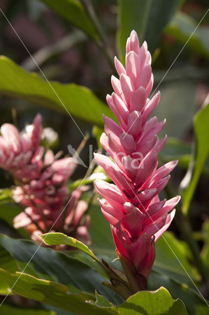 ginger (Zingiber officinale)