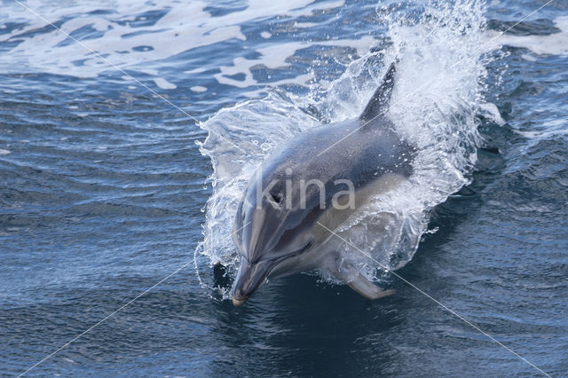 Common Dolphin (Delphinus delphis)