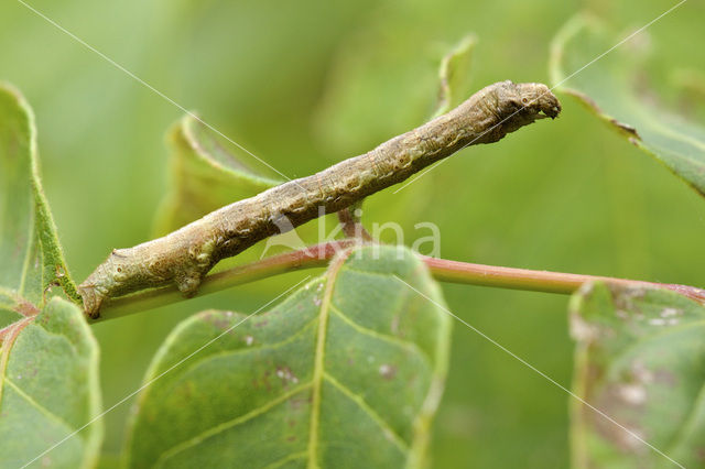 The Engrailed