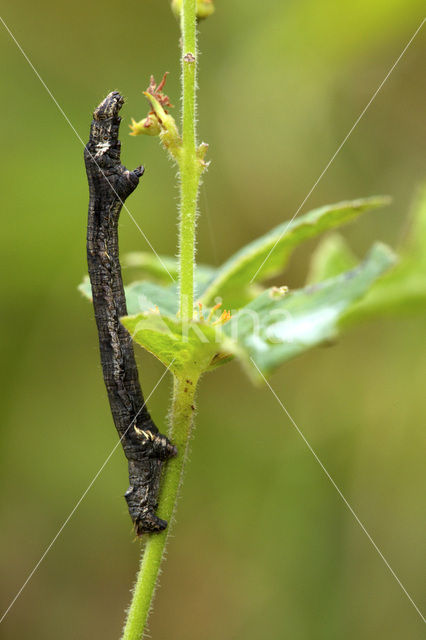 The Engrailed