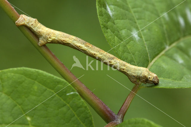 The Engrailed