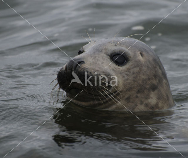 Gewone zeehond (Phoca vitulina)