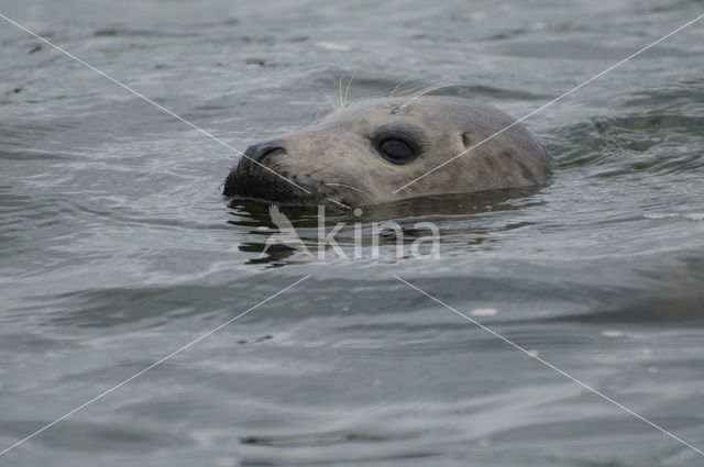 Gewone zeehond (Phoca vitulina)