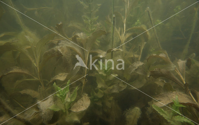 Shining Pondweed (Potamogeton lucens)