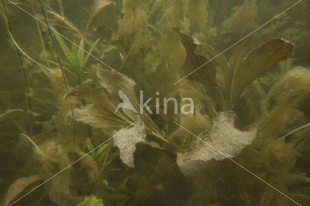 Glanzig fonteinkruid (Potamogeton lucens)