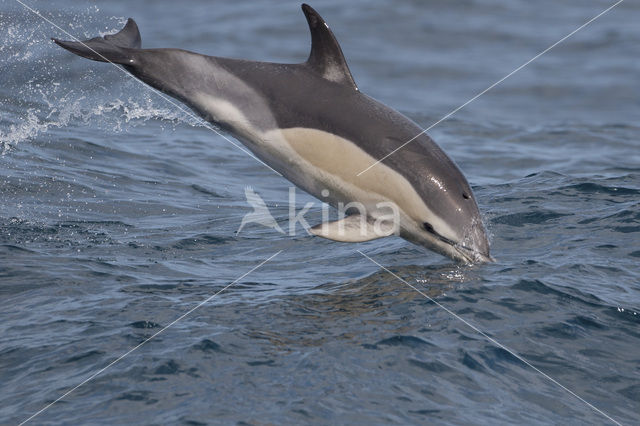 Bay of Biscay