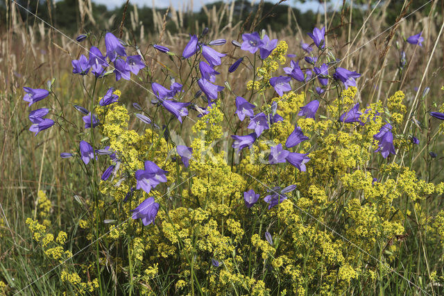 Grasklokje (Campanula rotundifolia)