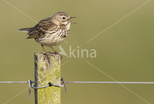 Meadow Pipit (Anthus pratensis)