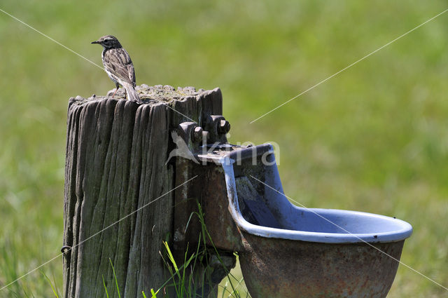 Meadow Pipit (Anthus pratensis)