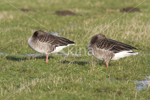 Grey Lag-Goose (Anser anser)