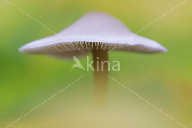 Grijze mycena (Mycena cinerella)