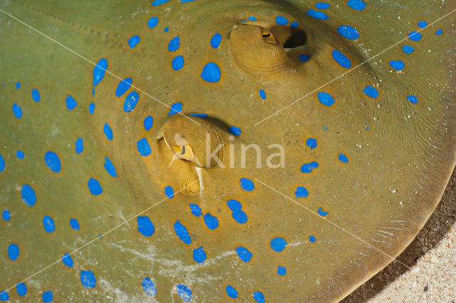 Bluespotted stingray (Dasyatis kuhlii)