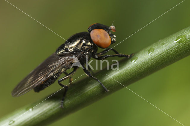 fly (Chrysogaster virescens)