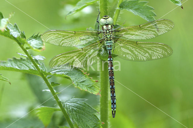 Groene glazenmaker (Aeshna viridis)