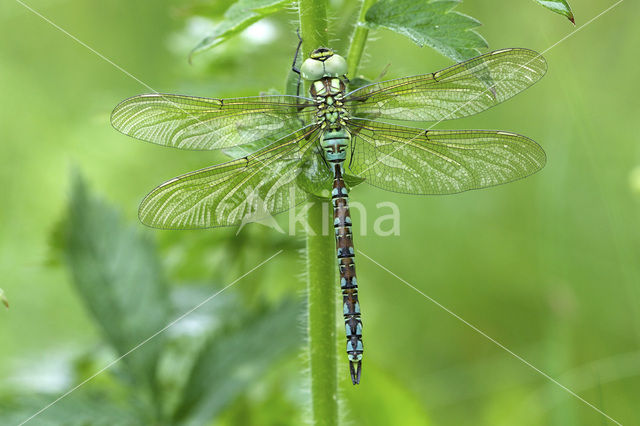 Groene glazenmaker (Aeshna viridis)