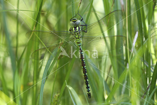 Green Hawker (Aeshna viridis)