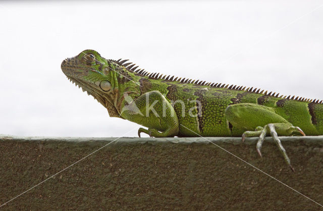 Groene leguaan (Iguana iguana)