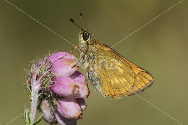 Groot dikkopje (Ochlodes faunus)