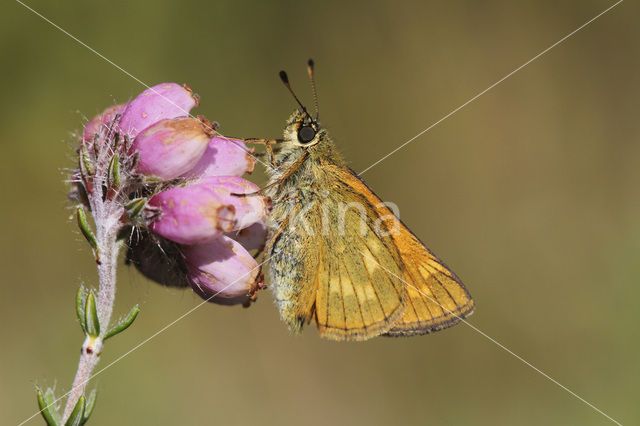 Groot dikkopje (Ochlodes faunus)