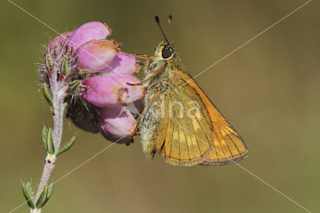 Groot dikkopje (Ochlodes faunus)