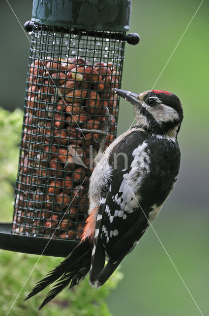 Great Spotted Woodpecker (Dendrocopos major)