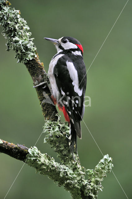 Grote Bonte Specht (Dendrocopos major)