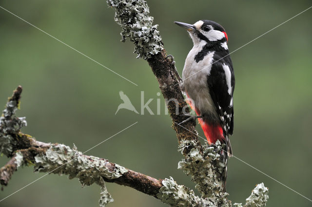 Grote Bonte Specht (Dendrocopos major)
