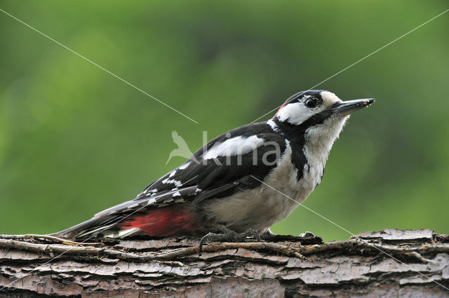 Grote Bonte Specht (Dendrocopos major)