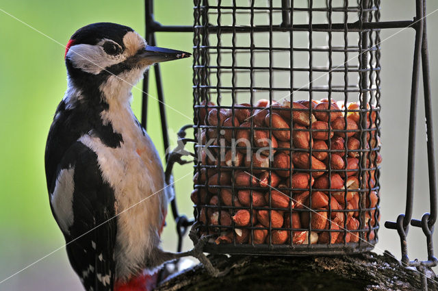 Great Spotted Woodpecker (Dendrocopos major)