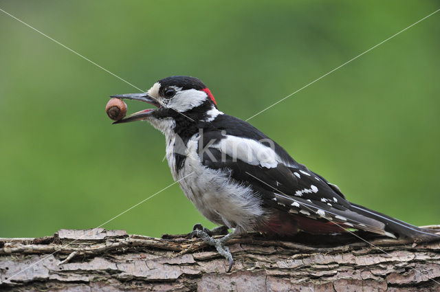 Great Spotted Woodpecker (Dendrocopos major)