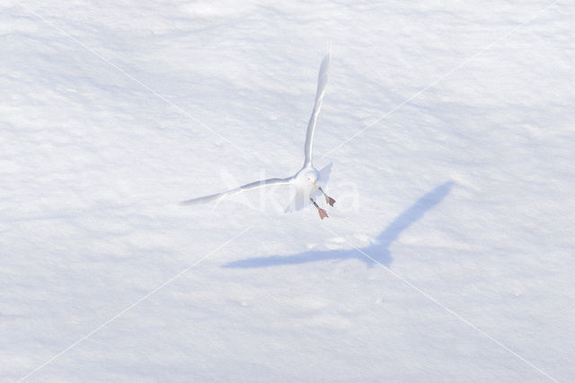 Glaucous Gull (Larus hyperboreus)