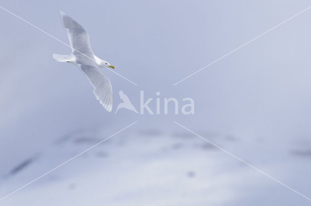 Glaucous Gull (Larus hyperboreus)