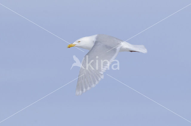 Glaucous Gull (Larus hyperboreus)