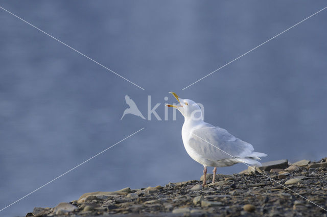 Glaucous Gull (Larus hyperboreus)