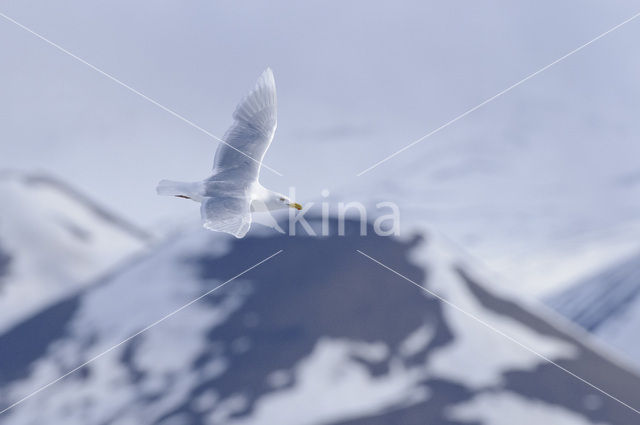 Glaucous Gull (Larus hyperboreus)