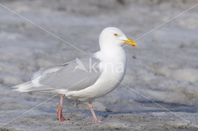 Glaucous Gull (Larus hyperboreus)