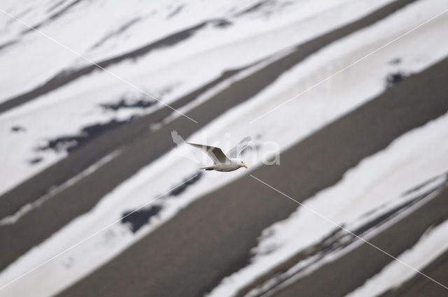 Grote Burgemeester (Larus hyperboreus)