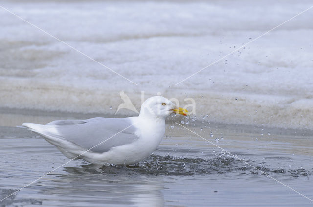 Glaucous Gull (Larus hyperboreus)